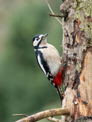 Buntspecht (Dendrocopos major) Männchen