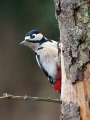 Buntspecht (Dendrocopos major) Männchen