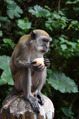 Monkey eating an Apple in the Rainforest