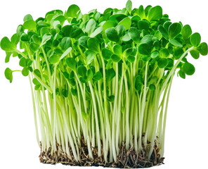 Fresh green microgreens growing densely together