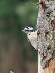 Buntspecht (Dendrocopos major) Männchen