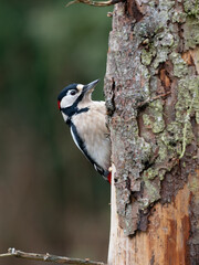 Buntspecht (Dendrocopos major) Männchen
