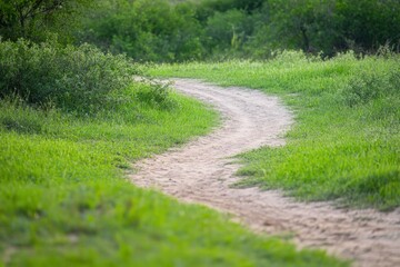 Obraz premium A colorful succulent garden with a diverse array of drought-resistant plants, showcasing the beauty and resilience of desert flora. Beautiful simple AI generated image