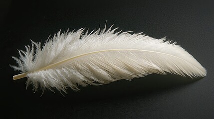 Obraz premium Beautifully detailed white feather resting on a dark surface showcasing its delicate texture and natural elegance