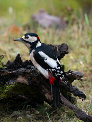 Buntspecht (Dendrocopos major) Männchen