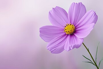 Fototapeta premium Black ants in the flower petal area - generative ai. Beautiful simple AI generated image