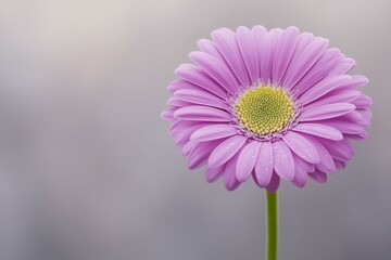 Black ants in the flower petal area - generative ai. Beautiful simple AI generated image