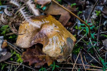 Photo d'un champignon à la forme étrange pris dans la forêt en macro