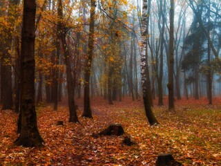 Magical autumn woods with thick fog, fall colours in the park, beautiful autumn landscape.