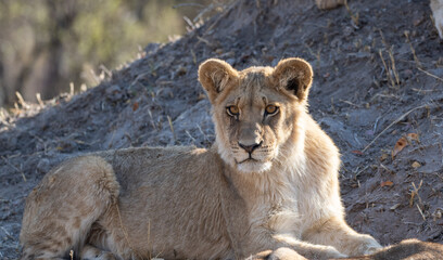 African Lion in Zimbabwe Hwange National Park