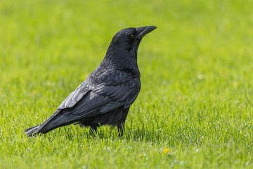 Crow on grass