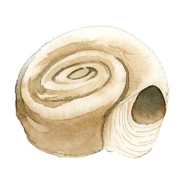 Watercolor painted seashell transparent png