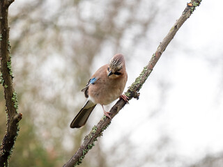 Eichelhäher (Garrulus glandarius)