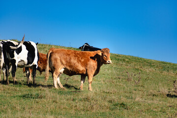 Light brown cow in a meadow, vacca