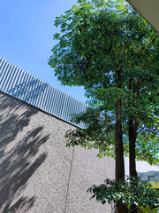Tall Tree Behind The Tall Wall