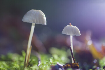 Mushrooms containing psilocybin. Artistic photo.
