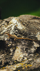closeup of lizard on rock