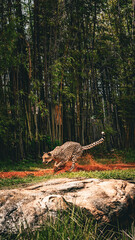 cheetah at the zoo