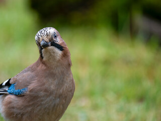 Eichelhäher (Garrulus glandarius)