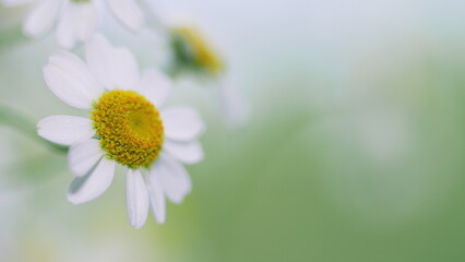 Fototapeta premium Large Field Of Daisies. Meadow Wildflowers Daisy. Chamomile Flowers Field.