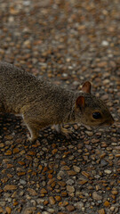 squirrel in the zoo