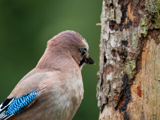 Eichelhäher (Garrulus glandarius)