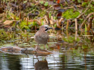Eichelhäher (Garrulus glandarius)