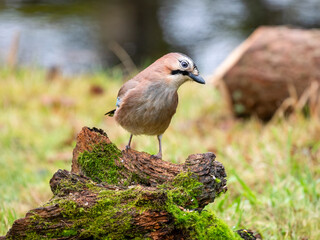 Eichelhäher (Garrulus glandarius)