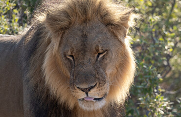 African Lion in Zimbabwe Hwange National Park