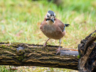 Eichelhäher (Garrulus glandarius)