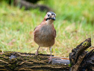 Eichelhäher (Garrulus glandarius)