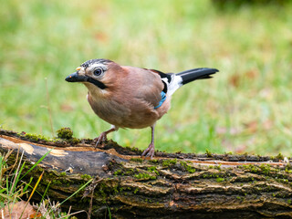 Eichelhäher (Garrulus glandarius)