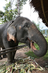 Fototapeta premium Portrait of big elephant on Ko Samui (Koh Samui) island, Thailand. Thai animal. Farm, reserve. Asian elephant eats. Thai nature, scenery, beautiful landscape