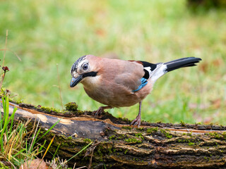 Eichelhäher (Garrulus glandarius)