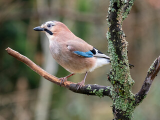 Eichelhäher (Garrulus glandarius)