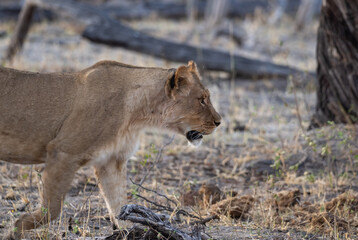 African Lion in Zimbabwe Hwange National Park