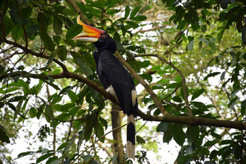 Giant Hornbill sitting in the Jungle in Malaysia