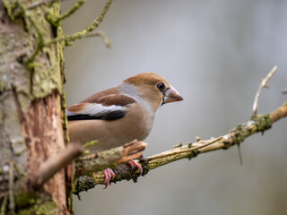 Kernbeißer (Coccothraustes coccothraustes)