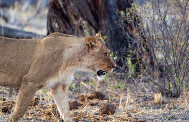 African Lion in Zimbabwe Hwange National Park