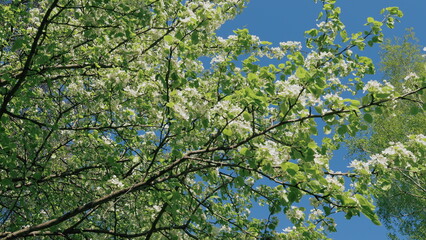 White Flowers On A Pear Tree. Blossom Pear Tree With Branches With Sun Flares On Background. Blossom Pear White Flower Tree On Nature Background.