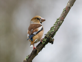 Kernbeißer (Coccothraustes coccothraustes)