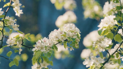 Spring Tree Blossoms. Blooming Pear Branch In Spring Blooms With White Flowers. Light Green Pear Flowers Blooming Background.