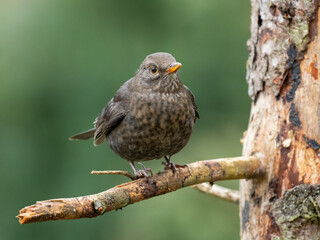 Amsel (Turdus merula)