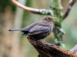 Amsel (Turdus merula)