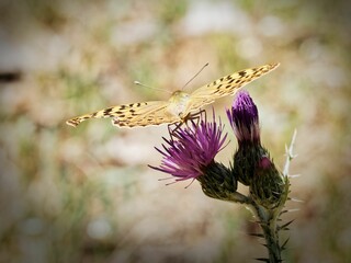 Macro shot from behind of a yellow butterfly with a broken wing perched on a violet flower