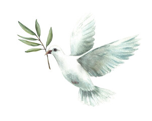 Watercolor Pigeon with olive tree branch White flying dove bird, symbol of peace. Realistic style hand drawn illustration for religious card, Baptism, first communion. Isolated from background clipart