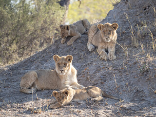 African Lion in Zimbabwe Hwange National Park