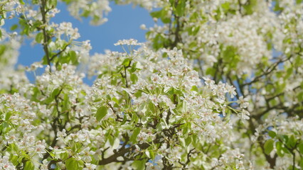 Pear Blossoms Swaying In Wind. Branches Of A Sweet Pear Tree With White Flowers. Pear Tree Blossom. Branch Of Tree With Small White Flowers In Bloom.