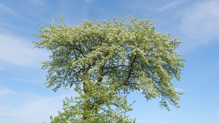 Tree Branches With White Flowers Sway In Wind. Pear Blossoms Flower On A Sunny Spring Day. Large White Flowers Of Fruit Trees In Spring.