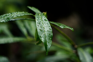 Raindrops on the beautiful green leaves of the plant. Water drops on leaves. Leaf of a plant with raindrops. Nature, mindfulness, beauty of nature, beautiful nature.